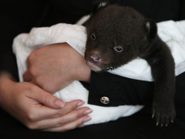 Newborn Asian Black Bear Cub Abandoned at Circus Doorsteps - Sputnik International
