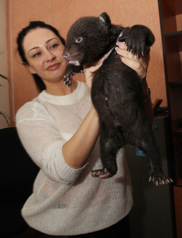 Newborn Asian Black Bear Cub Abandoned at Circus Doorsteps - Sputnik International