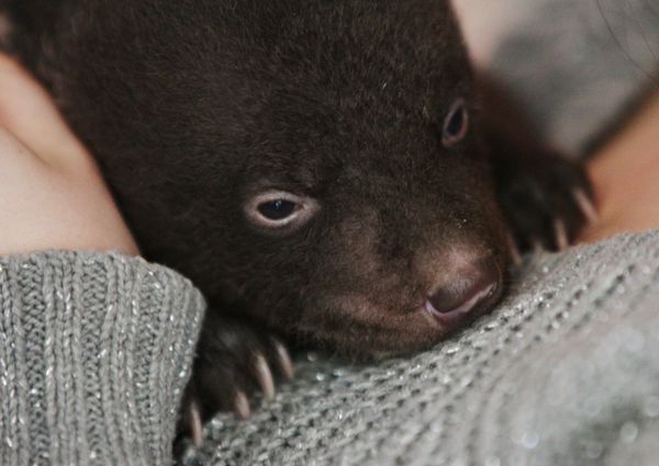 Newborn Asian Black Bear Cub Abandoned at Circus Doorsteps - Sputnik International