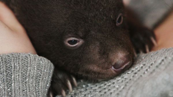 Newborn Asian Black Bear Cub Abandoned at Circus Doorsteps - Sputnik International