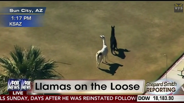 Screenshot from a Fox News broadcast of a llama chase in Arizona - Sputnik International