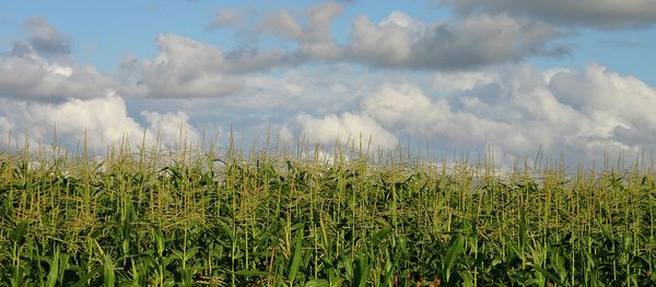 A cornfield - Sputnik International