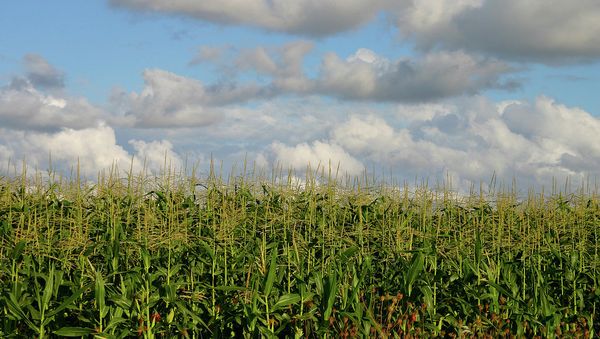 A cornfield - Sputnik International