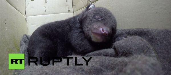 Vladivostok Circus Takes Care of Two-Week Old Asian Black Bear Cub Vladivostok Circus Takes Care of Two-Week Old Asian Black Bear Cub - Sputnik International