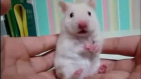 A hamster's reaction - Sputnik International