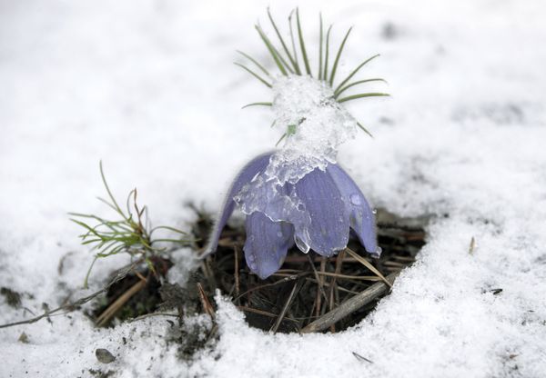 The Art of Nature: Russian Landscapes in Spring - Sputnik International