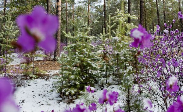 The Art of Nature: Russian Landscapes in Spring - Sputnik International