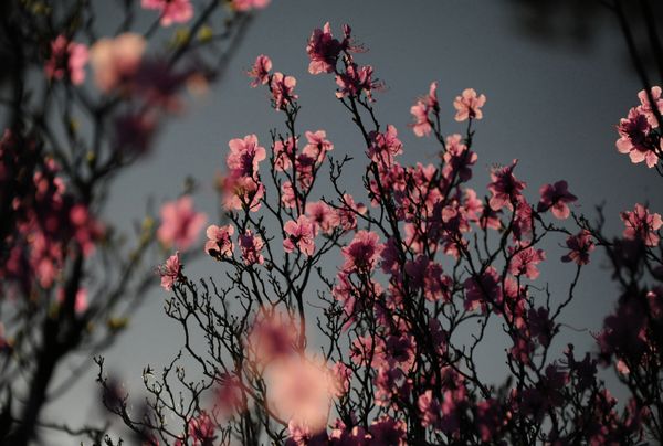 The Art of Nature: Russian Landscapes in Spring - Sputnik International