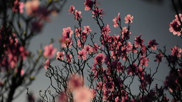 Spring in Transbaikal - Sputnik International