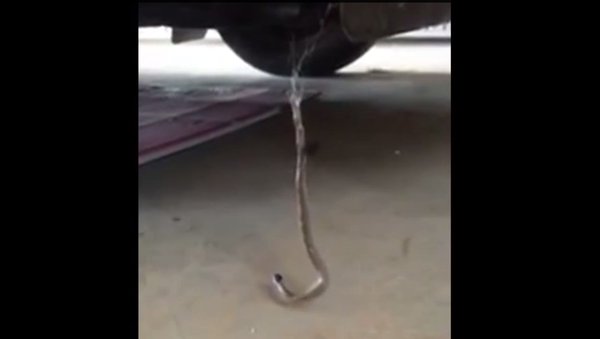 Snake Vs. Spider in ‘Death Match’ Battle in the Australian Outback - Sputnik International