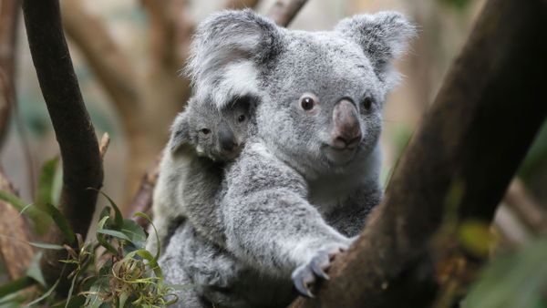 The yet unnamed male koala joey rides on his mother Goonderrah's back at the Zoo in Duisburg, western Germany - Sputnik International