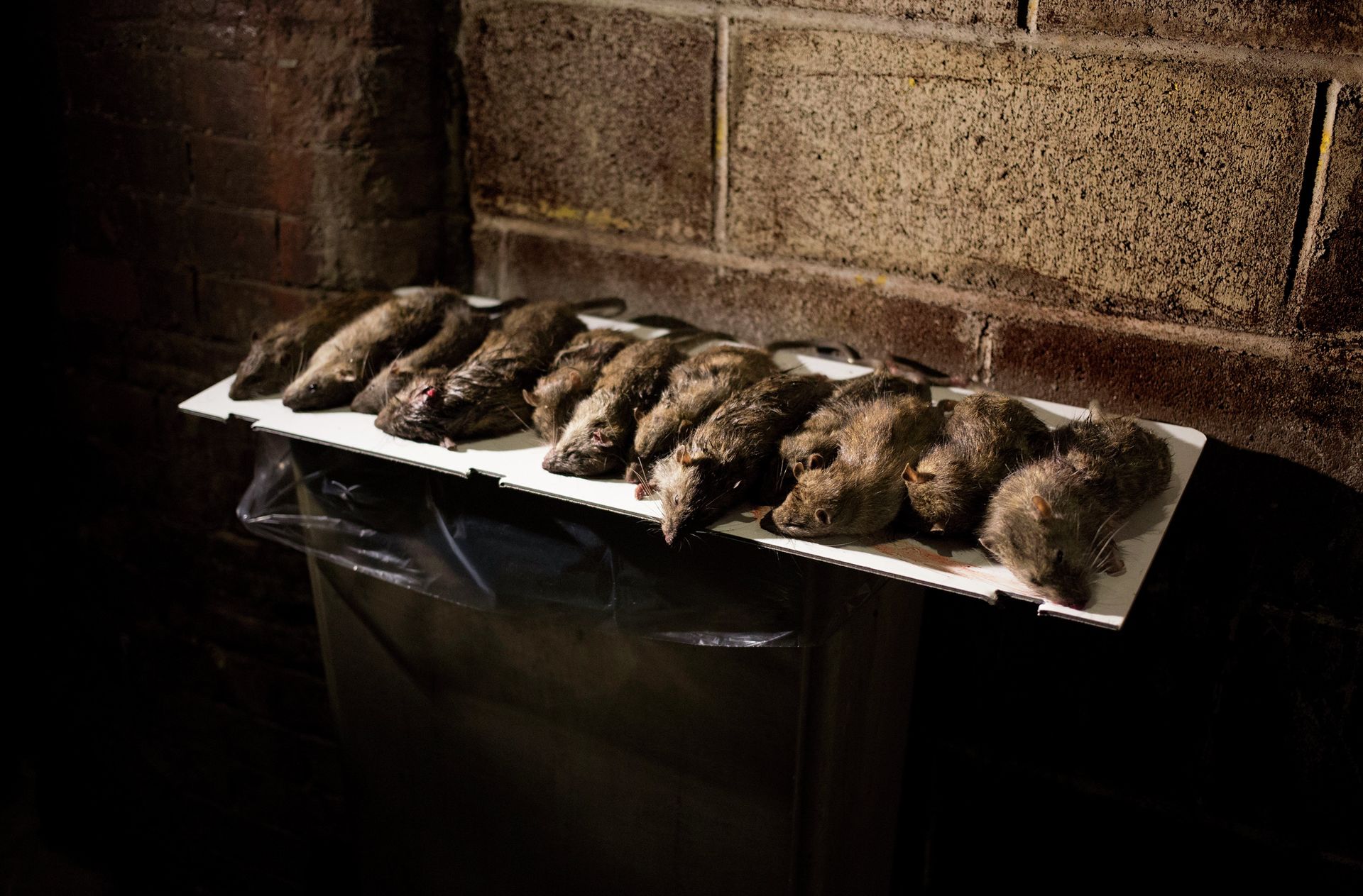 Rats are displayed in a lower Manhattan alley after being caught and killed by small hunting dogs - Sputnik International, 1920, 10.03.2023