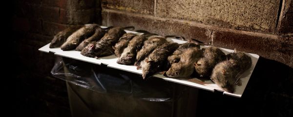 Rats are displayed in a lower Manhattan alley after being caught and killed by small hunting dogs Rats are displayed in a lower Manhattan alley after being caught and killed by small hunting dogs - Sputnik International
