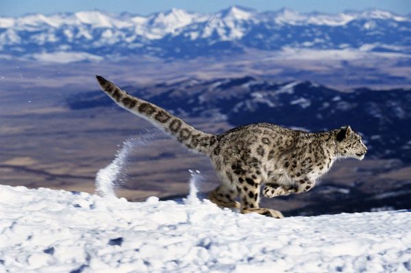 Incredible Photos of Russia's Endangered Animals - Sputnik International