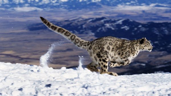 Snow Leopard Running through Mountains - Sputnik International