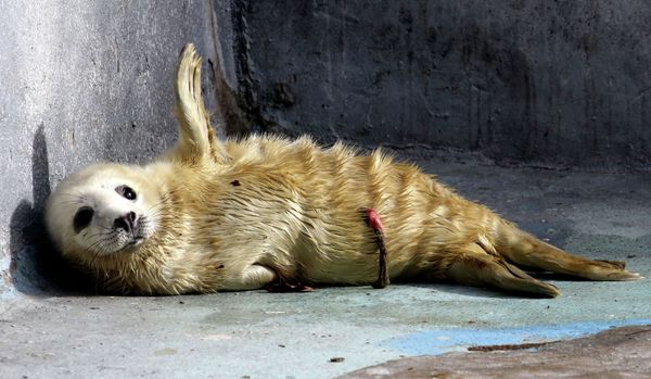 Incredible Photos of Russia's Endangered Animals - Sputnik International