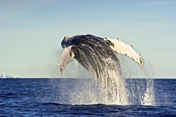 Incredible Photos of Russia's Endangered Animals - Sputnik International