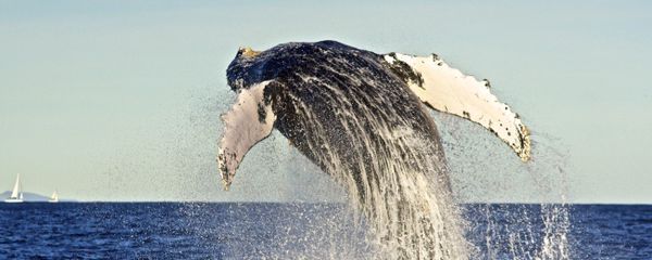 Humpback whale Humpback whale - Sputnik International