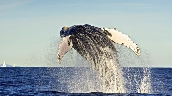 Humpback whale Humpback whale - Sputnik International