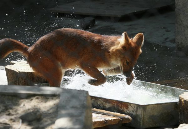 Incredible Photos of Russia's Endangered Animals - Sputnik International