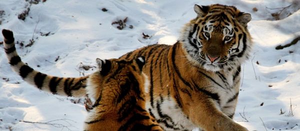 Amur tigers in Primorye safari park - Sputnik International