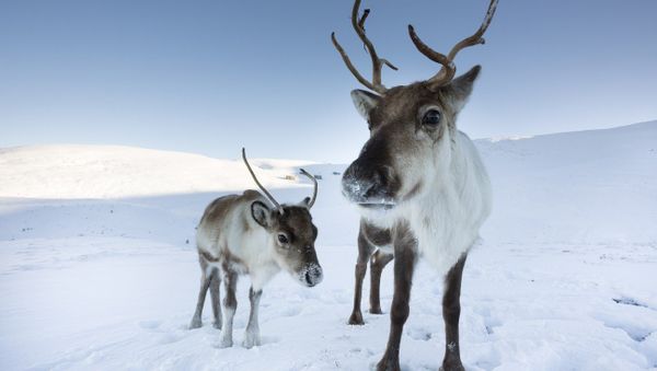 Reindeers - Sputnik International