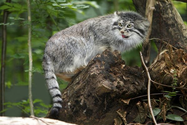 Incredible Photos of Russia's Endangered Animals - Sputnik International