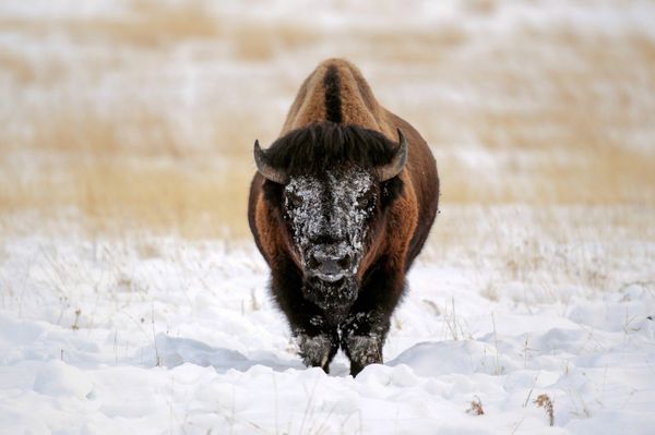 Welcome to the Slaughter? Yellowstone Kills Hundreds of Bison to Reduce Herds in National Park - Sputnik International