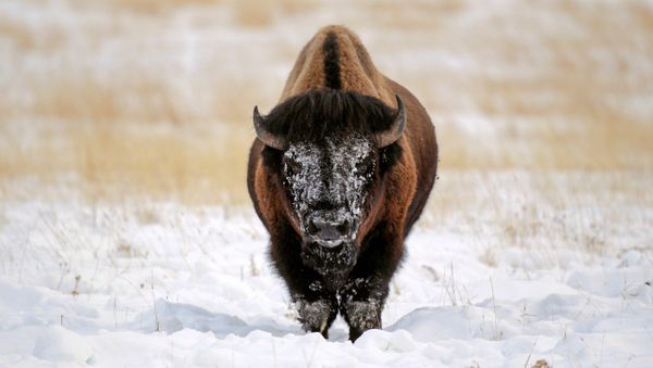 This woolly bull-y was left white face after plowing his head deep into the thick snow to reach grasses buried underneath - Sputnik International