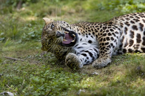 Incredible Photos of Russia's Endangered Animals - Sputnik International