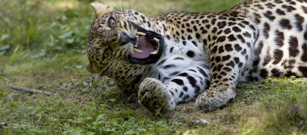 AMUR LEOPARD panthera pardus orientalis AMUR LEOPARD panthera pardus orientalis - Sputnik International