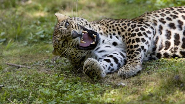 AMUR LEOPARD panthera pardus orientalis - Sputnik International