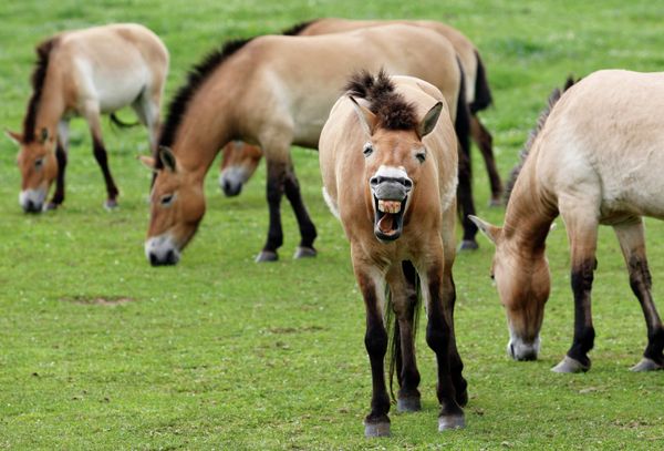 Incredible Photos of Russia's Endangered Animals - Sputnik International