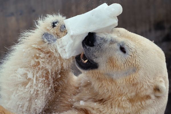 Incredible Photos of Russia's Endangered Animals - Sputnik International