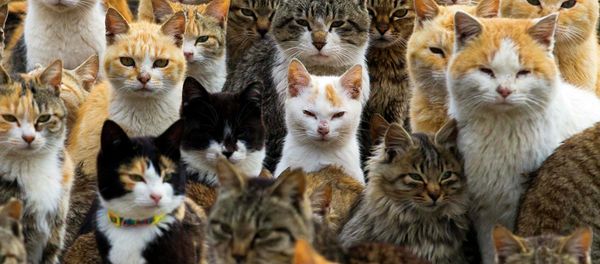 Cats Cats - Sputnik International