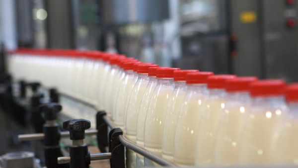 Dairy farm Petmol, a subsidiary of Unimilk Company in St. Petersburg - Sputnik International