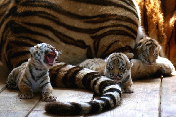 Incredible Photos of Russia's Endangered Animals - Sputnik International