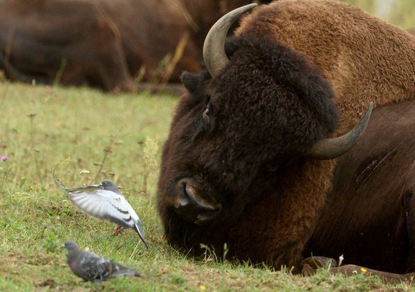 Incredible Photos of Russia's Endangered Animals - Sputnik International