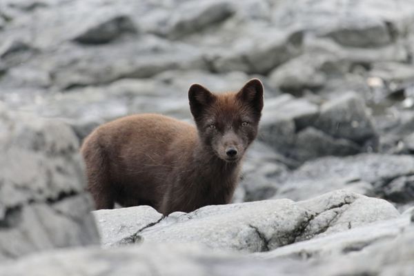 Incredible Photos of Russia's Endangered Animals - Sputnik International