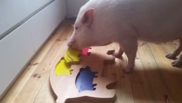 Pigs Still Don't Fly, But They Sure Can Solve Puzzles - Sputnik International