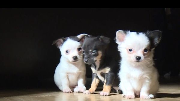 ‘Hitler’ Chihuahua Puppy Assaults Curtain - Sputnik International