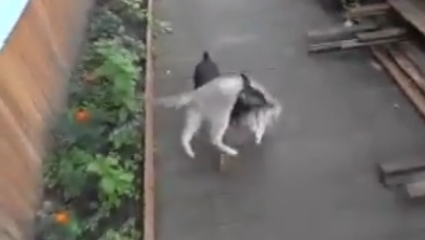 Jaw-Dropping: Chihuahua Fetches Cat on Its Shoulders - Sputnik International