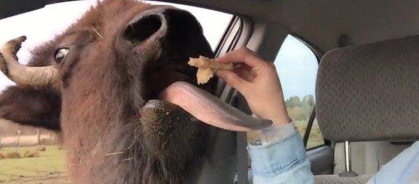 Too Friendly Buffalo ‘Kisses’ Woman Too Friendly Buffalo ‘Kisses’ Woman - Sputnik International