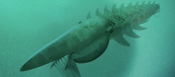 The reconstruction of a filter-feeding Aegirocassis benmoulae from the Ordovician Period feeding on a plankton cloud is shown in this artist rendering released to Reuters on March 10, 2015 The reconstruction of a filter-feeding Aegirocassis benmoulae from the Ordovician Period feeding on a plankton cloud is shown in this artist rendering released to Reuters on March 10, 2015 - Sputnik International