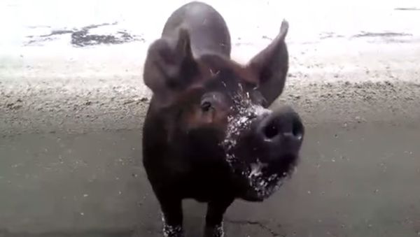 Mainah Feeds a Pig a Cookie - Sputnik International