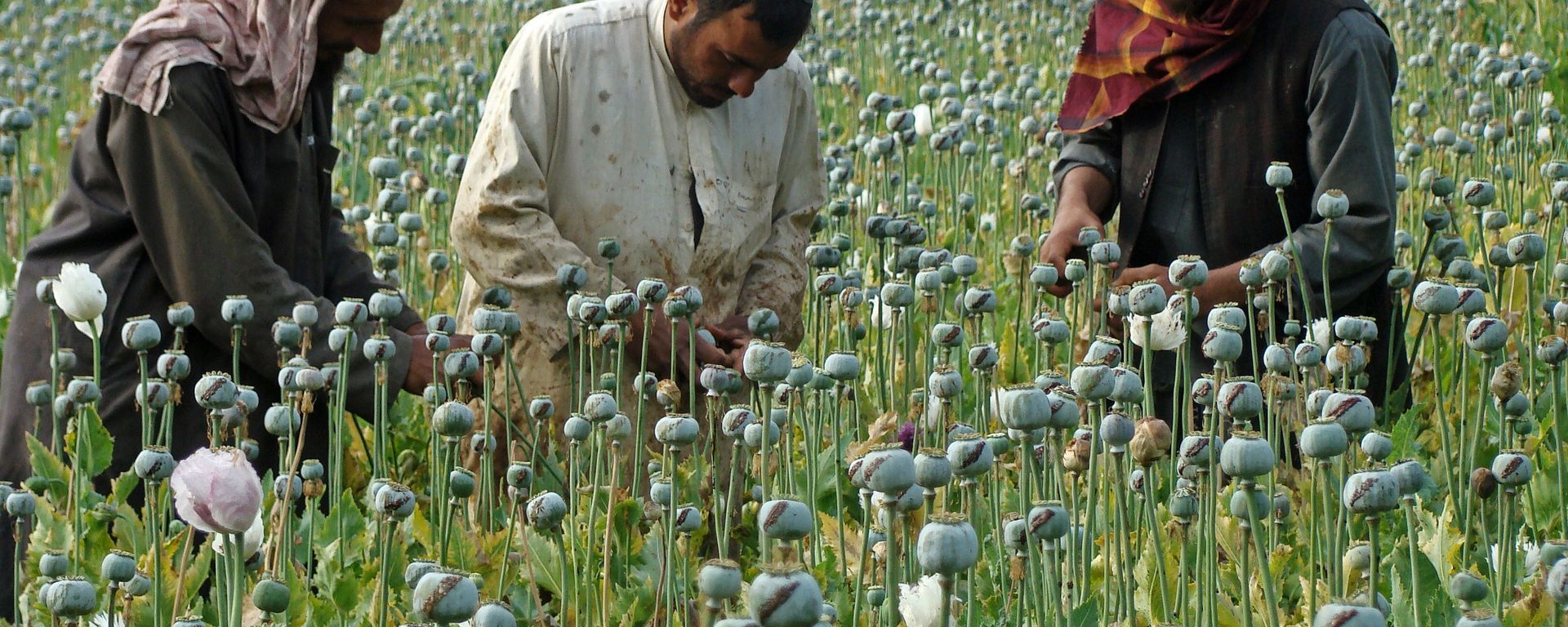 In this picture taken on Monday, April 21, 2014, Afghan farmers slice open the green poppy bulbs, swollen with raw opium, the main ingredient in heroin, on a poppy field in Helmand province, southern Afghanistan In this picture taken on Monday, April 21, 2014, Afghan farmers slice open the green poppy bulbs, swollen with raw opium, the main ingredient in heroin, on a poppy field in Helmand province, southern Afghanistan - Sputnik International, 1920, 05.11.2023