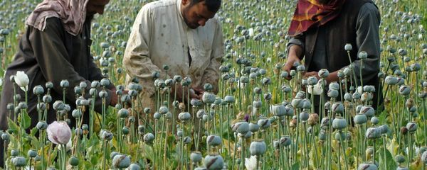 In this picture taken on Monday, April 21, 2014, Afghan farmers slice open the green poppy bulbs, swollen with raw opium, the main ingredient in heroin, on a poppy field in Helmand province, southern Afghanistan In this picture taken on Monday, April 21, 2014, Afghan farmers slice open the green poppy bulbs, swollen with raw opium, the main ingredient in heroin, on a poppy field in Helmand province, southern Afghanistan - Sputnik International