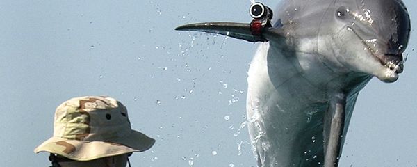 Fighting dolphin Fighting dolphin - Sputnik International