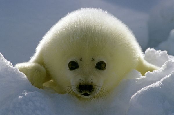 Seal Pup Protection Day: Spare My Life, Do Not Club! - Sputnik International