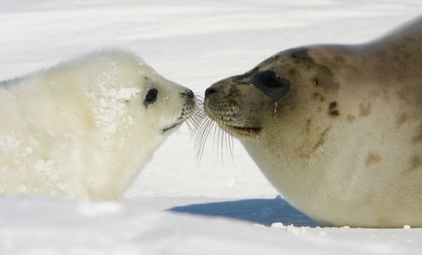 Seal Pup Protection Day: Spare My Life, Do Not Club! - Sputnik International